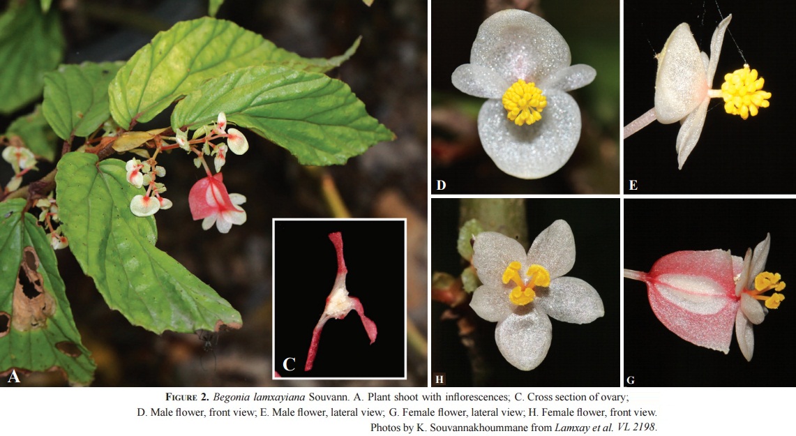 B. lamxayiana